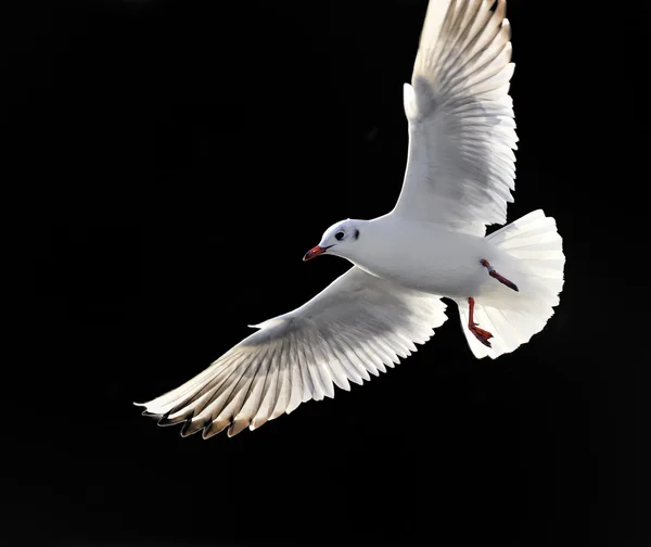 Isolated seagull — Stock Photo, Image
