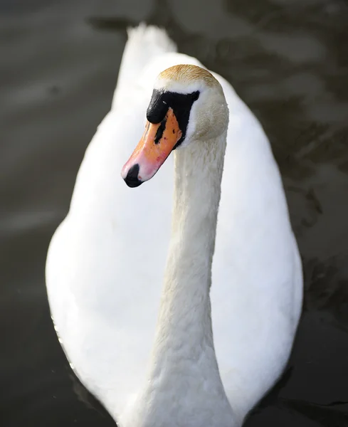 Mute swan — Stock Photo, Image