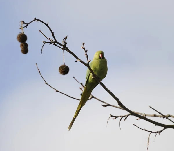 stock image Wild rose ringed parakeet