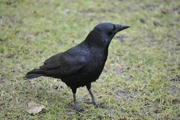 Carrion Crow Stock Image