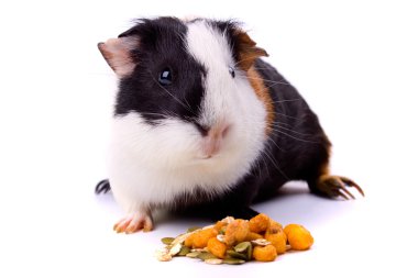 Guinea pig, pet animal isolated on white clipart