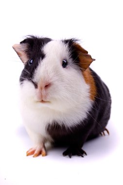 Guinea pig isolated on white clipart