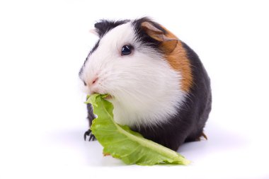 Guinea pig isolated on white clipart