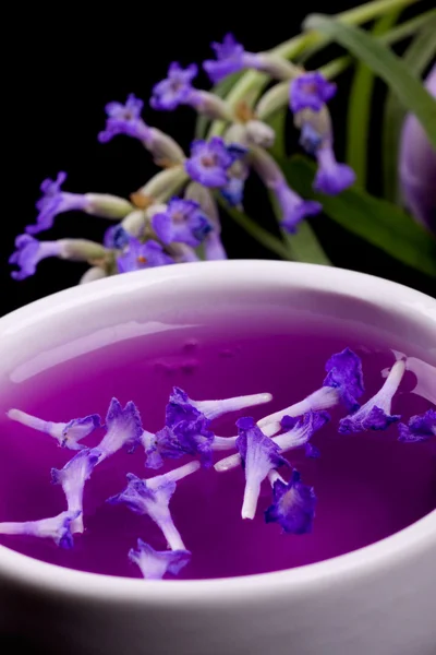 Lavendel tinctuur — Stockfoto