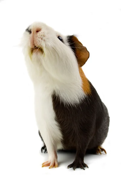 Guinea pig isolated on white — Stock Photo, Image