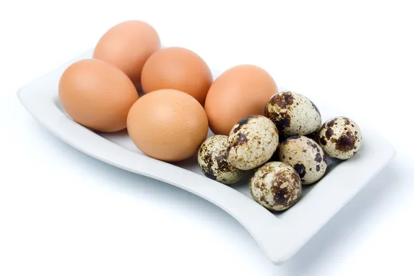 Pollo y huevos de codorniz — Foto de Stock