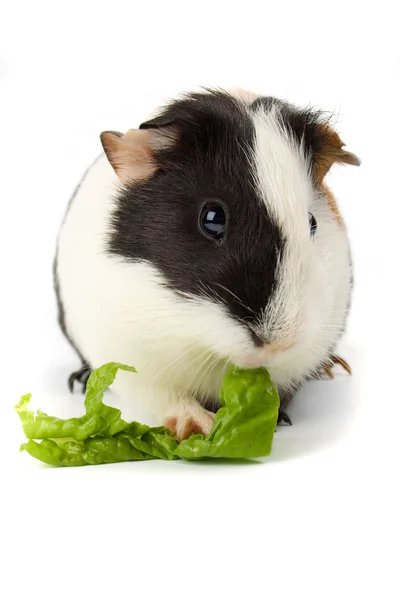 Guinea pig isolated on white Royalty Free Stock Images