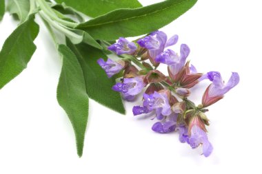 Sage leafs and flowers clipart