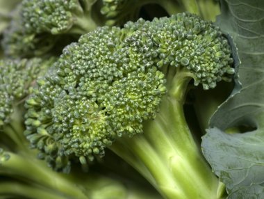 Broccoli close up clipart