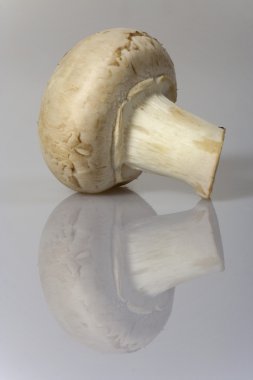 Portabello mushroom clipart