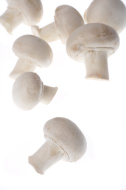 Mushrooms clipart