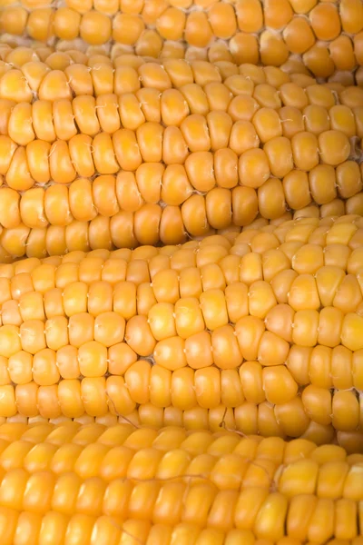 Кукурузная текстура — стоковое фото