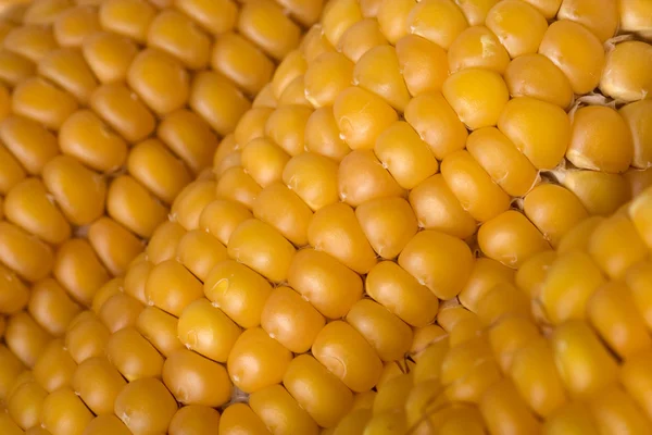 玉米纹理 — 图库照片