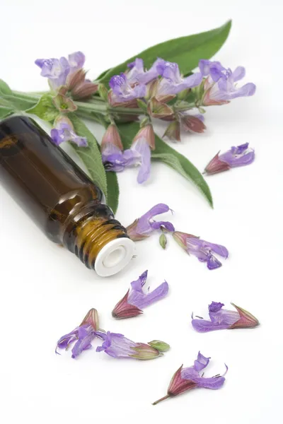 Sage rostlin a esenciální olej — Stock fotografie