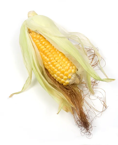 玉米芯上白色隔离 — 图库照片