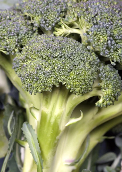 Broccoli blomma — Stockfoto