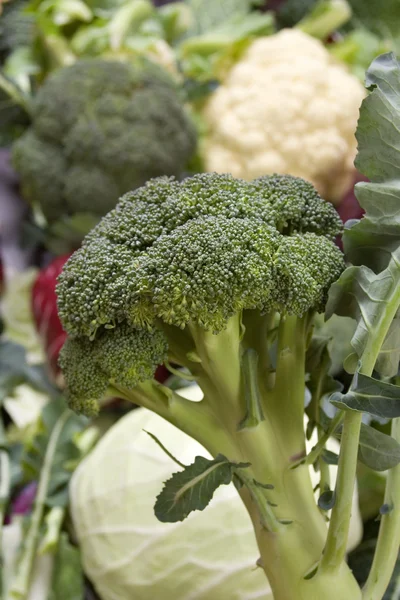 Broccoli flower — Stock Photo, Image