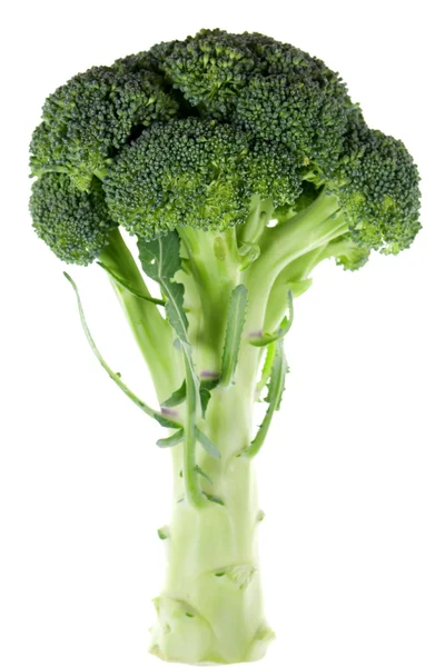 Broccoli på vit — Stockfoto