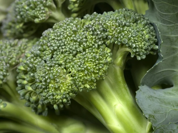 Brokoli yakın çekim — Stok fotoğraf