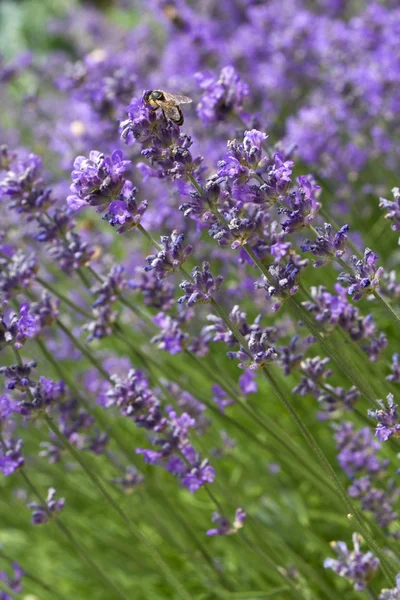 Honeybee on a lavender flower — Stock Photo, Image