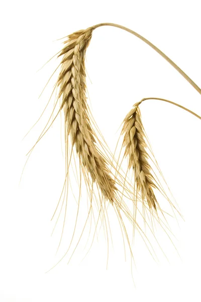 Weizen auf Weiß — Stockfoto