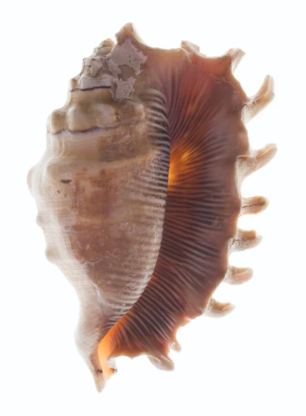 Shellfish on white — Stock Photo, Image