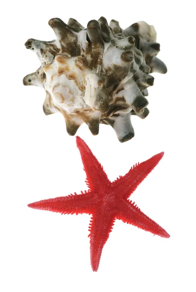 Peixe-estrela e concha marinha — Fotografia de Stock