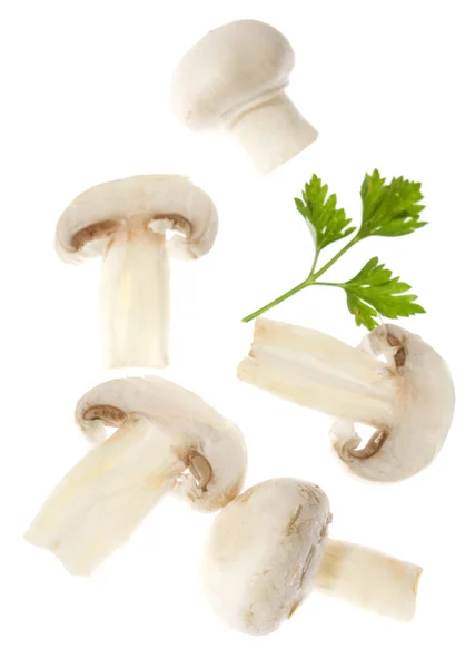 Plasterki grzybów — Zdjęcie stockowe