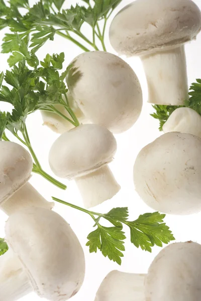 White button (champignon) mushrooms — Stock Photo, Image