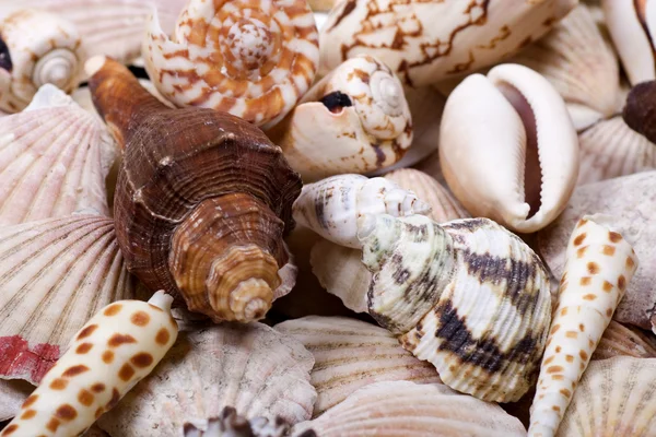 Conchiglie di molluschi — Foto Stock