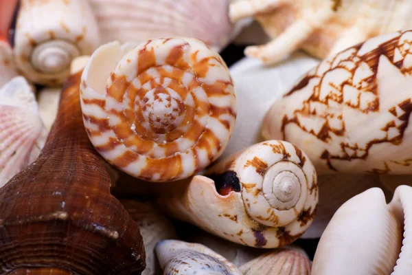 Vértes tengeri kagylókból — Stock Fotó