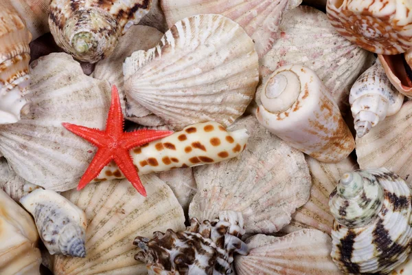 Shellfish background — Stock Photo, Image