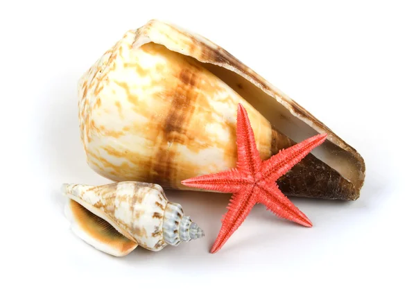 Molluschi su sfondo bianco — Foto Stock