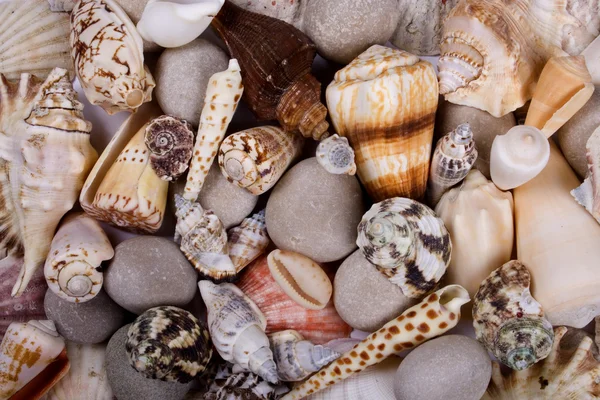 Shellfish background — Stock Photo, Image