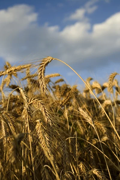 Cultivo de trigo — Foto de Stock