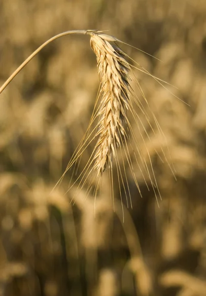 Closeup de trigo — Fotografia de Stock