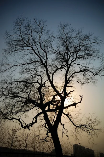 Wieczorem drzewo — Zdjęcie stockowe