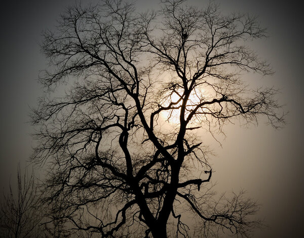 Silhouette of the old tree with the nest against a sun and a sky background