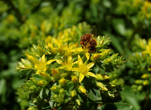 stock image Bee