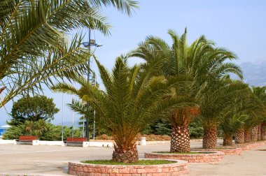 Palm hattı