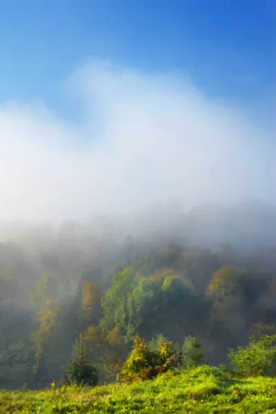 Stock image Fog