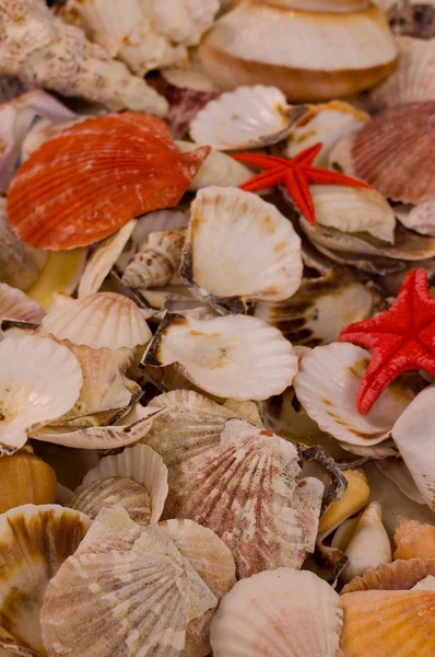 stock image Seashells