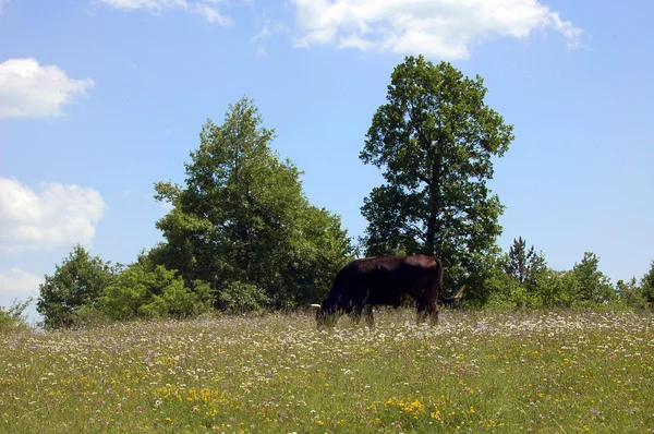 Koe in grasland — Stockfoto