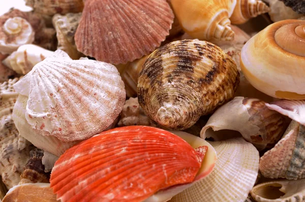 stock image Seashells