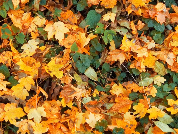 Texture of autumnal leaves — Stock Photo, Image