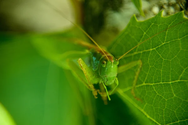 stock image Grasshopper