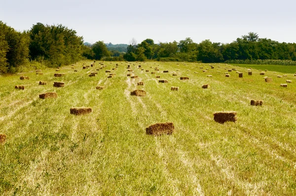 stock image Harvest and bale