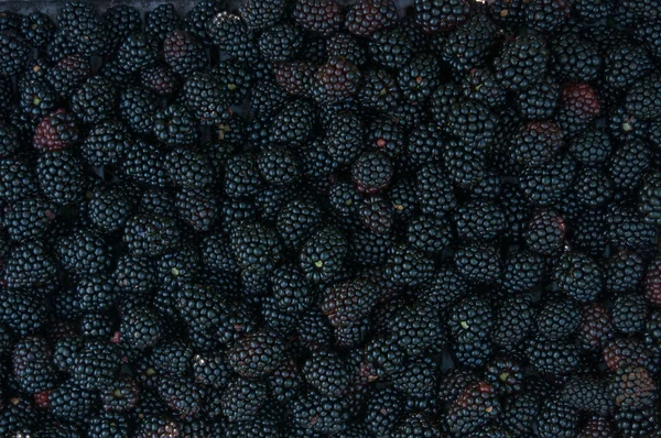 Backgrounds of blackberries — Stock Photo, Image