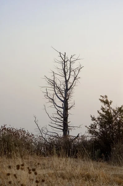 stock image Dry tree