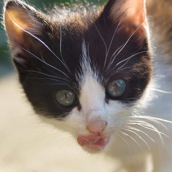 stock image Little cat